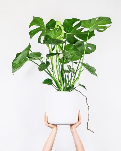 monstera.jpeg monstera.jpeg